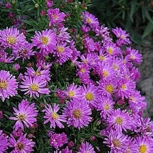 Meet your Posher, Barbara jean